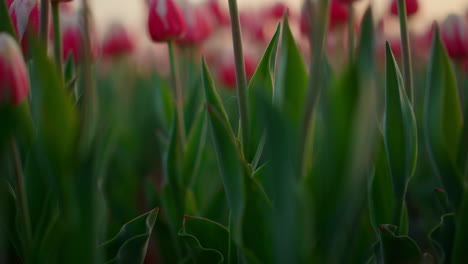 vista del campo de tulipanes con tallos y hojas verdes. botón de flor rosa de primer plano afuera