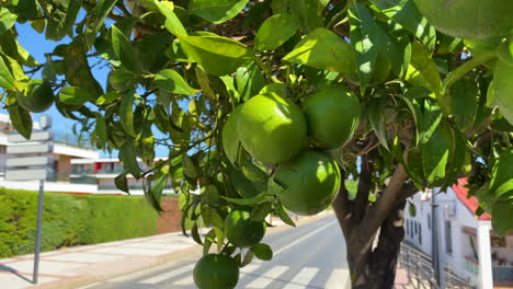 Grüner-Orangenbaum-In-Der-Nähe-Der-Hauptstraße-In-El-Rompido,-Spanien