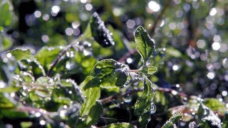 extreme close up of rain falling on oregano plant in garden, lit by sun from behind