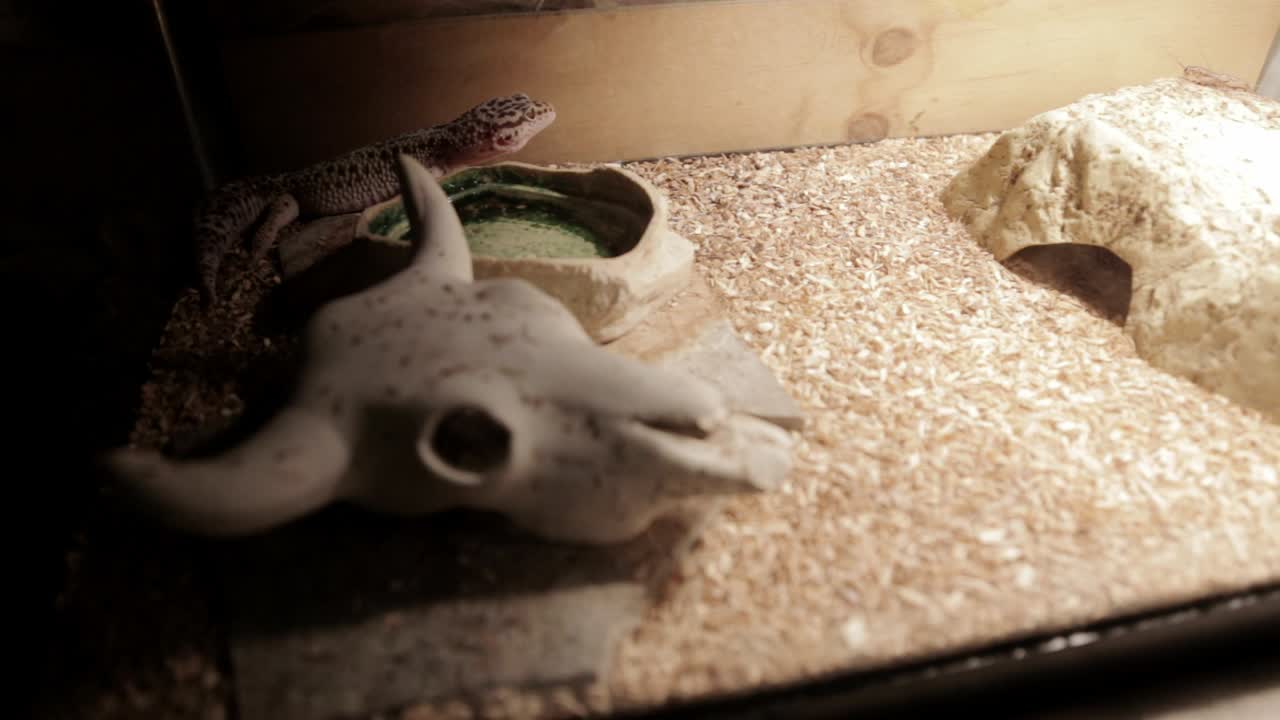 un gecko leopardo se encuentra dentro de su recinto