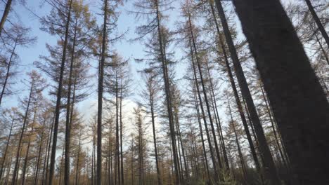 autumnal forest, bare trees no leaves on cold morning