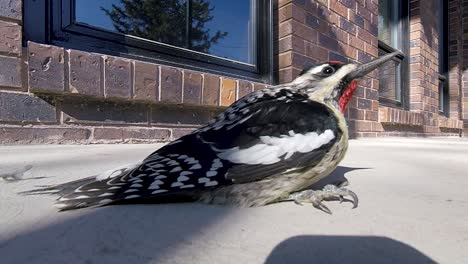 Closeup-of-dazed-bird-Yellow-bellied-sapsucker-regaining-conscious-after-hitting-window-and-flying-away