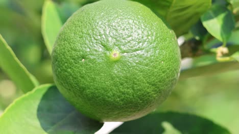 detailed view of a lime's surface as it ripens on the branch over time.