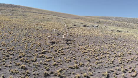 Aerial-view-of-a-herd-of-vicunas,-wild-relatives-of-llamas,-grazing-at-the-Atacama-Desert