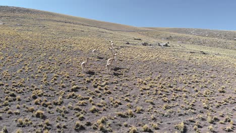 vista aérea de una manada de vicuñas, parientes silvestres de llamas, pastando en el desierto de atacama