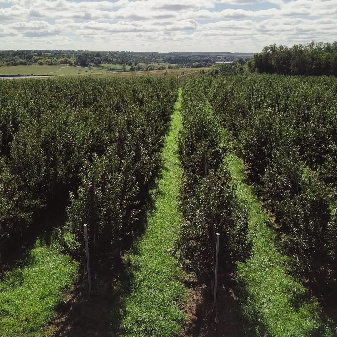Lines of green apple trees growing under the light sky in a summer day. Beautiful landscape with the rows of trees in the field. Camera moves left. Aerial view