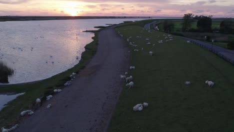 prise de vue révélatrice d'un troupeau de moutons paissant sur la digue à makkum au coucher du soleil, aérien