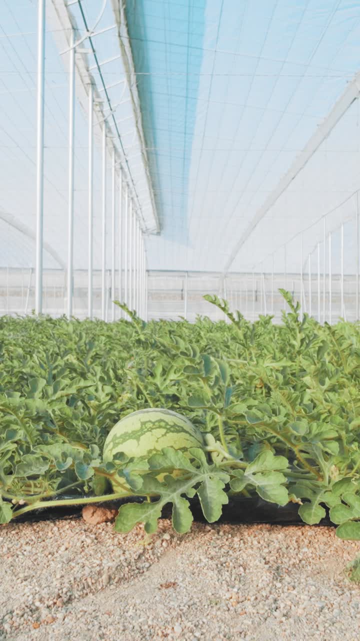 Growing watermelon inside greenhouse: plantation and production