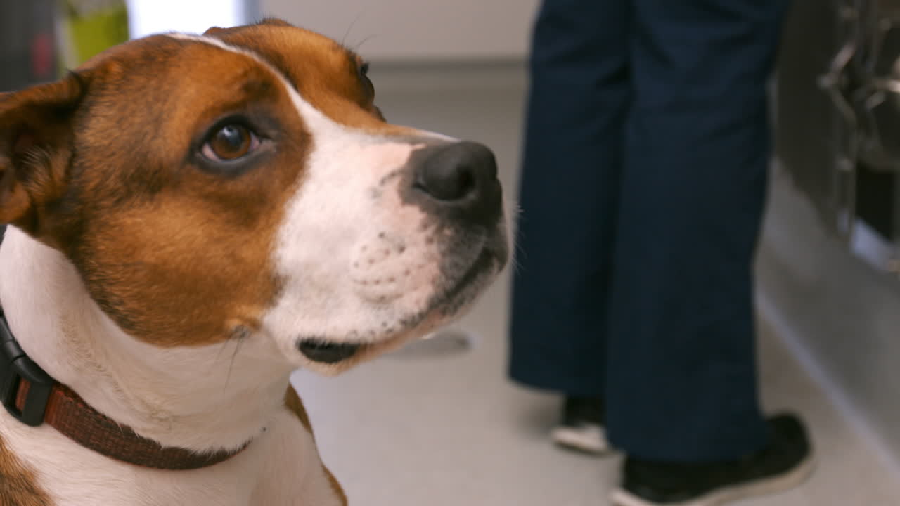 기다리고 있는 개에 초점을 맞추세요.