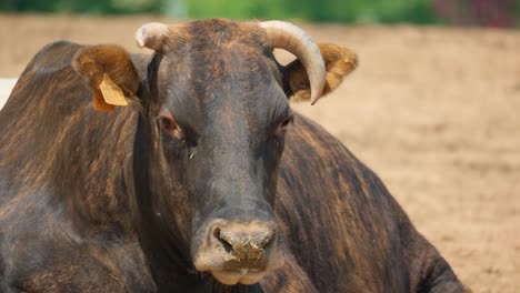 closeup of horned bull with ear tag looking at camera in anseong farmland