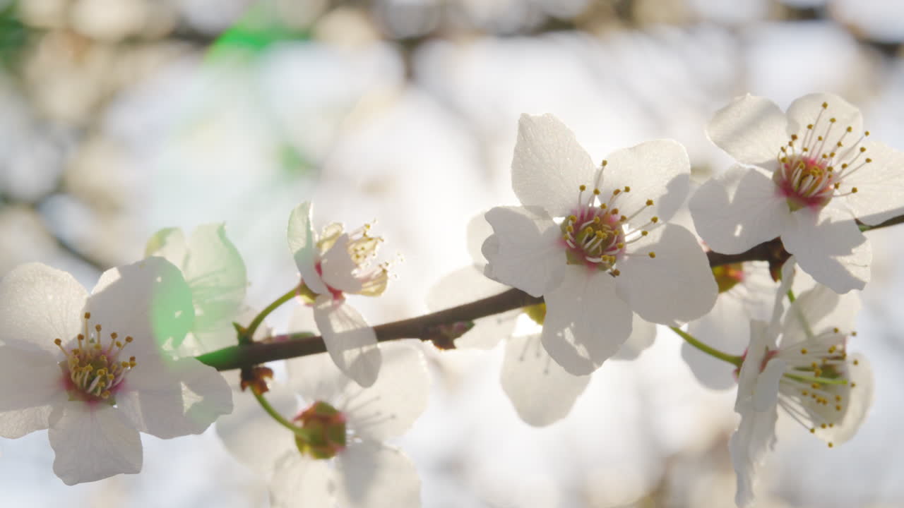 Spring Blossoms in Sunlight