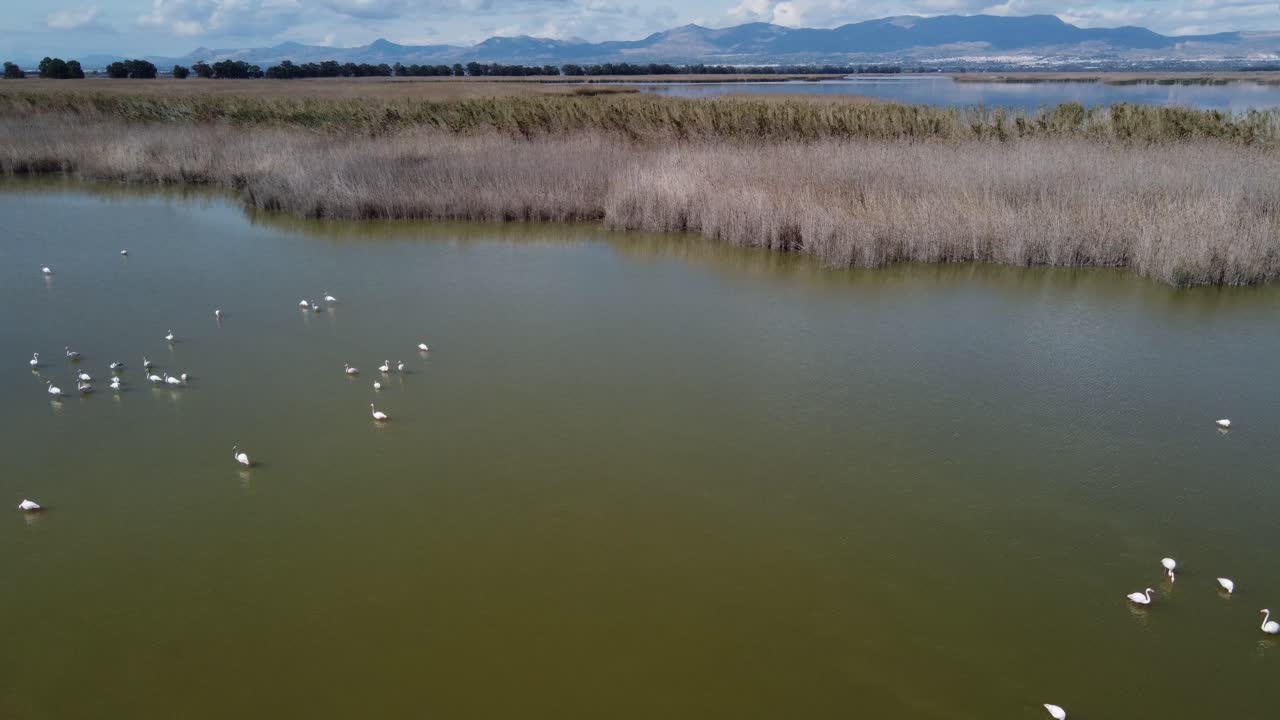 Flamingos resting in El Hondo natural park, Elche, Spain