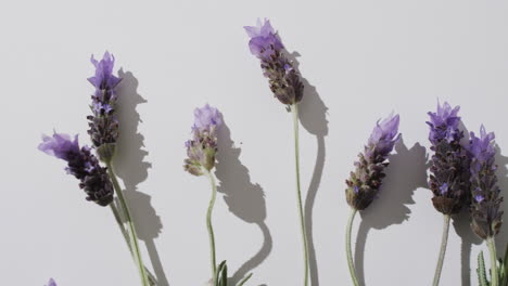 video de flores y hojas de lavanda con espacio de copia en fondo blanco