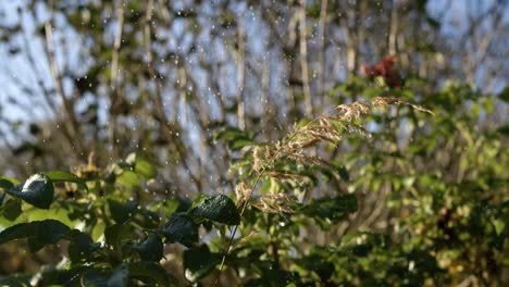 Raindrops-falling-in-super-slow-motion.