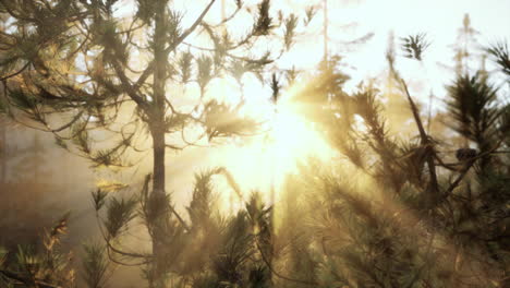 amanecer en un bosque de pinos brumoso