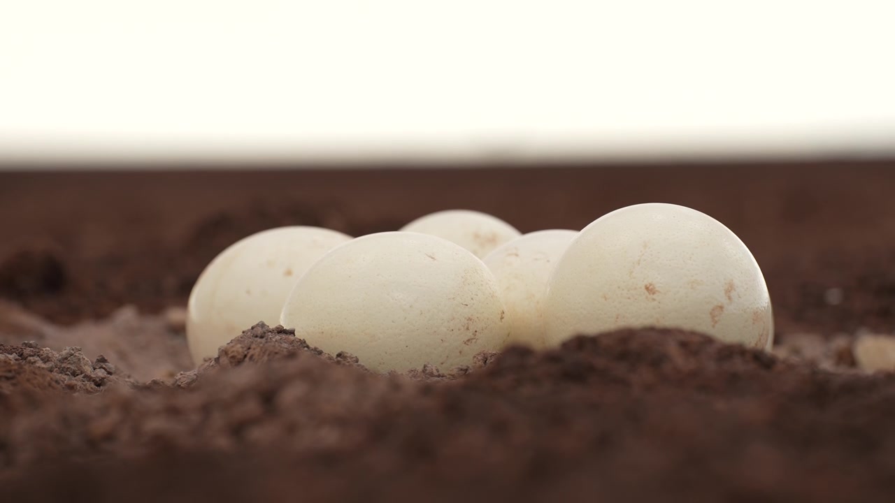 孵化を待つダチョウの卵 | 美しい野生の瞬間。