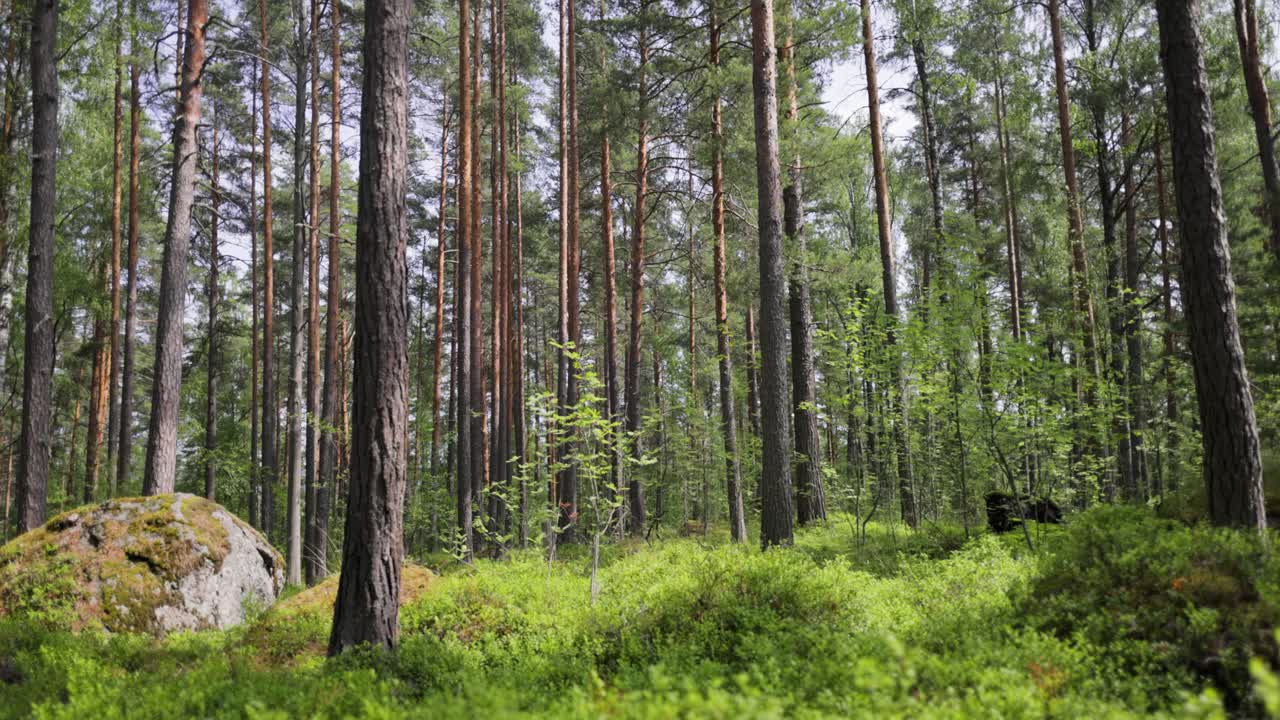 Pineta alla luce del giorno