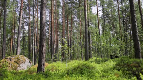 bosque de pinos a la luz del día