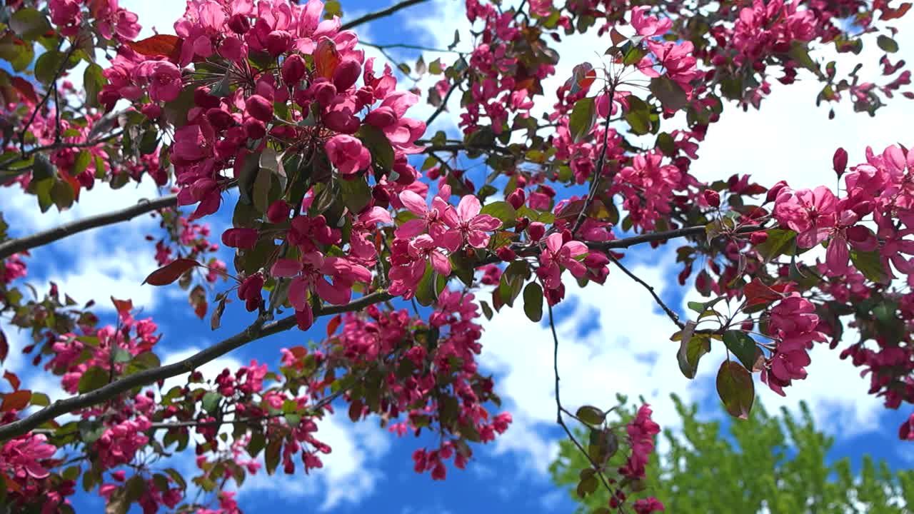 Bottom up view of ornamental beauty apple tree, branches covered with dark pink flowers, blossoms sway gently in the wind. Looking up towards bright blue sky with white fluffy clouds during sunlit day