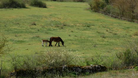 Eine-Stute-Und-Ihr-Fohlen-Auf-Einer-Grünen-Wiese-In-Nordspanien