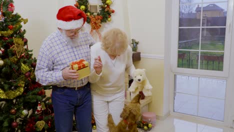 old woman try to pull the teddy bear from a dogs mouth near christmas tree