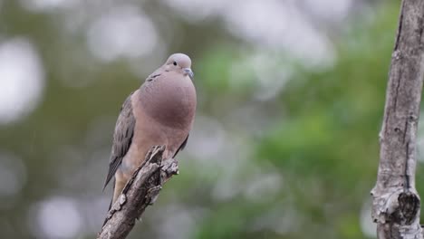 static shot of an eared dove sitting at the top of a branch with a blurry background