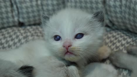 cute- blue eyes ragdoll kitten stretching