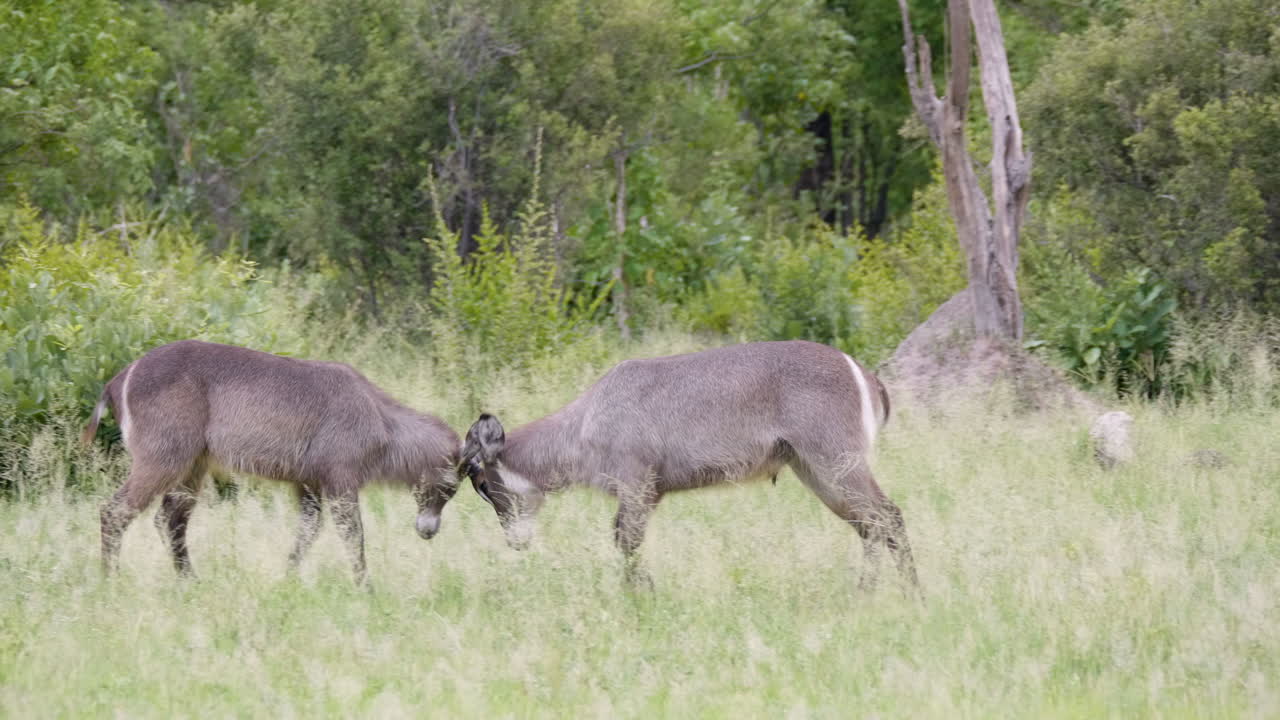 jóvenes carneros antílopes juegan a pelear en un paisaje de pastizales en botswana