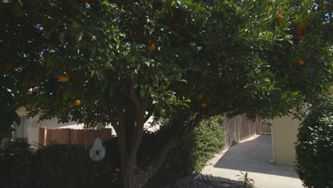 Lime-tree-in-the-front-yard-of-a-house-for-sale