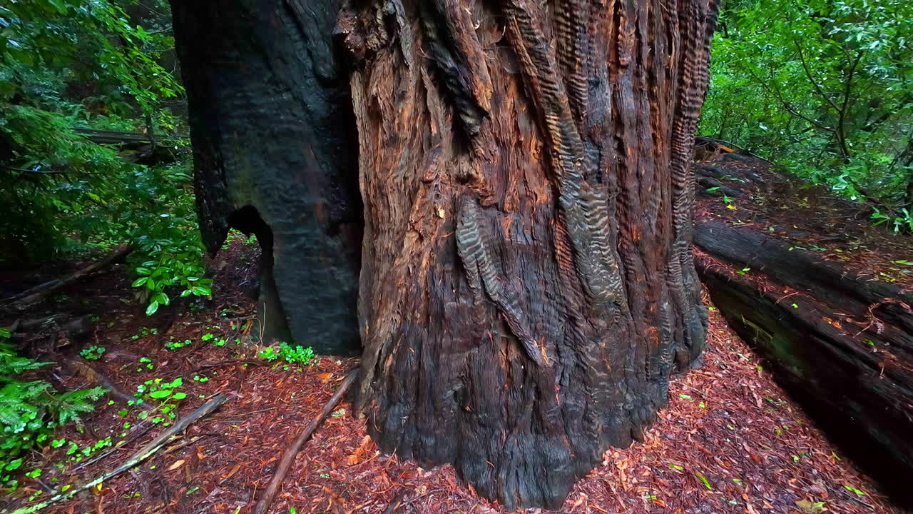 미국 무어 우즈 국립 기념물 (muir woods national monument) 에 있는 키가 큰 나무 앞을 바라보고 있다.