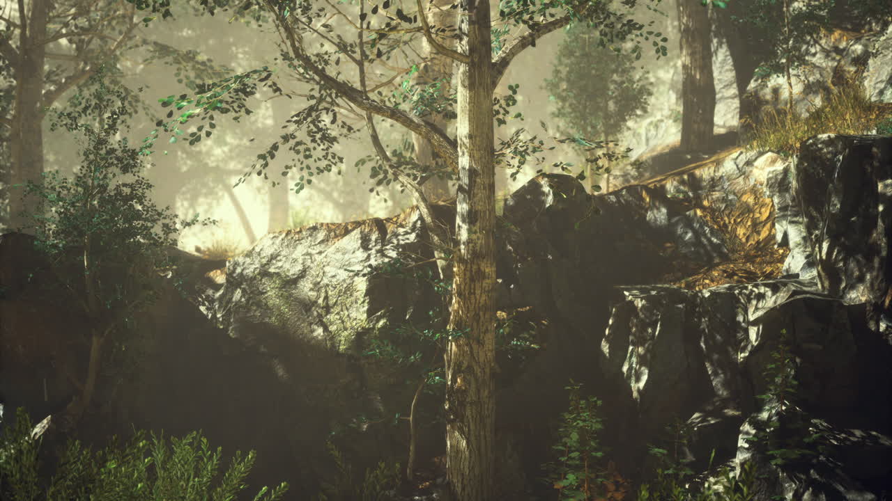 Sunlight filters through trees in a serene forest setting during late afternoon