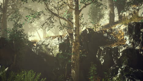 sunlight filters through trees in a serene forest setting during late afternoon