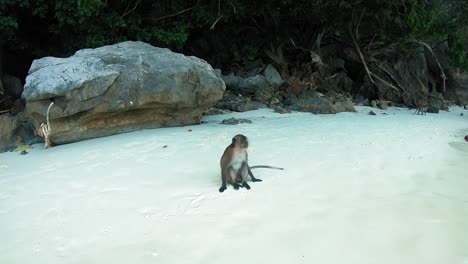 a brown monkey sitting on a beautiful white sand beach with the rocky mountains on its background - close up shot