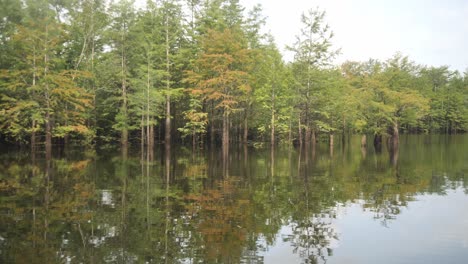 boating on a lake full of tupelo and bald cypress trees