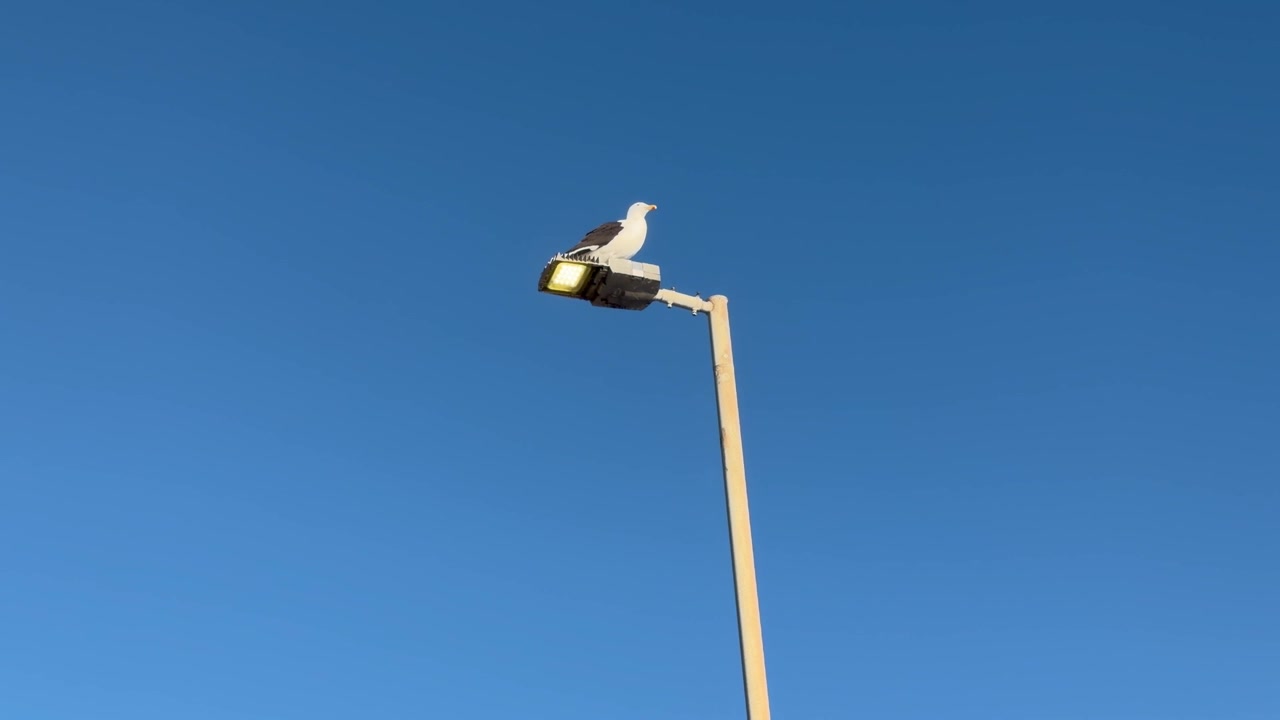 Un uccello su un lampione contro il cielo blu.