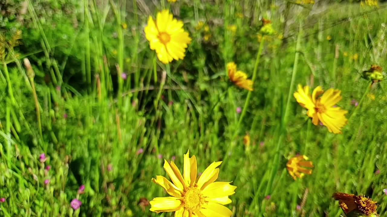 Margherita selvatica di colore giallo brillante che cresce alta in un campo d'erba con api e farfalle intorno, presso le scogliere di arenaria moluti di Camelroc.
