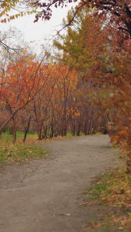 parque escénico de otoño con un sinuoso camino de tierra rodeado de exuberantes arbustos verdes y follaje de otoño vibrante, los árboles muestran tonos cálidos de naranja, rojo y amarillo