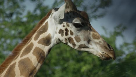 Giraffe-heads,-Slowmotion,-warm-and-sunny-day,-RED-4K