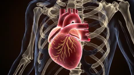 anatomical representation of the human heart: a detailed exploration of cardiac structure within the skeletal framework