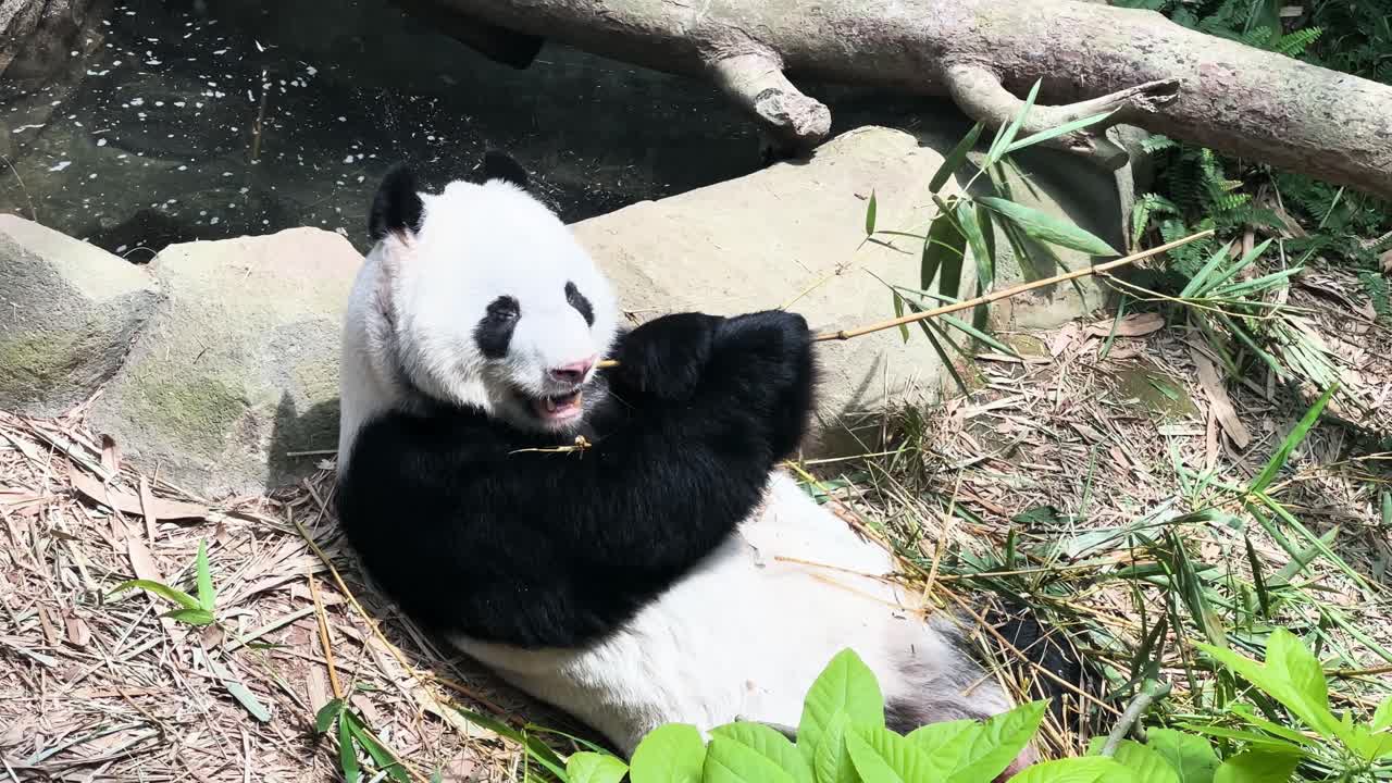 retrato de un panda gigante masticando palos de bambú en el zoológico de singapur