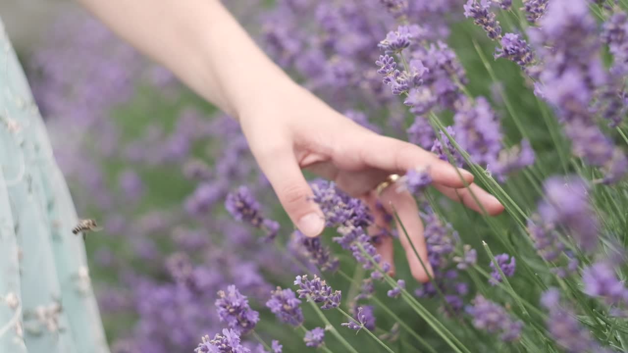 mano a través de flores de lavanda en medio de un hermoso parque mientras primavera en italia