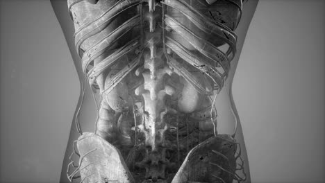 exploración de tomografía anatómica del cuerpo humano