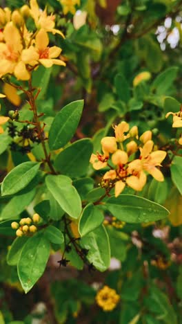 yellow flowers and green leaves