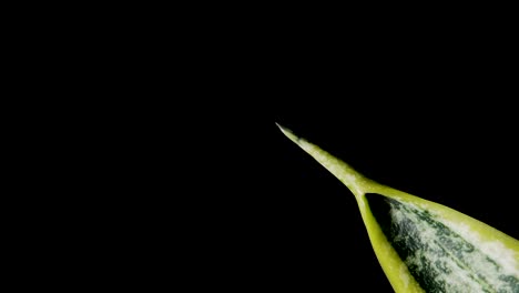 Punta-Puntiaguda-De-Hoja-De-Planta-De-Serpiente-En-Fondo-Negro