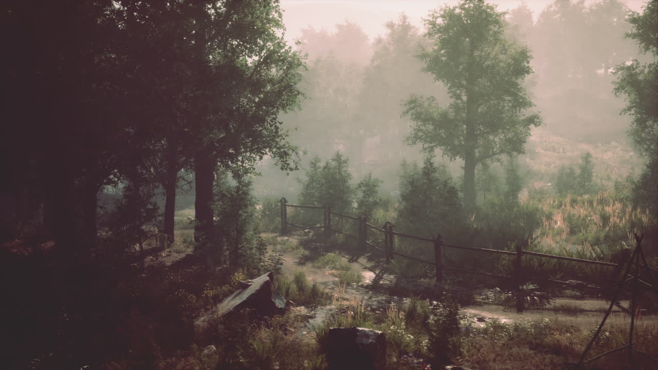 bosque en la niebla de la mañana de otoño