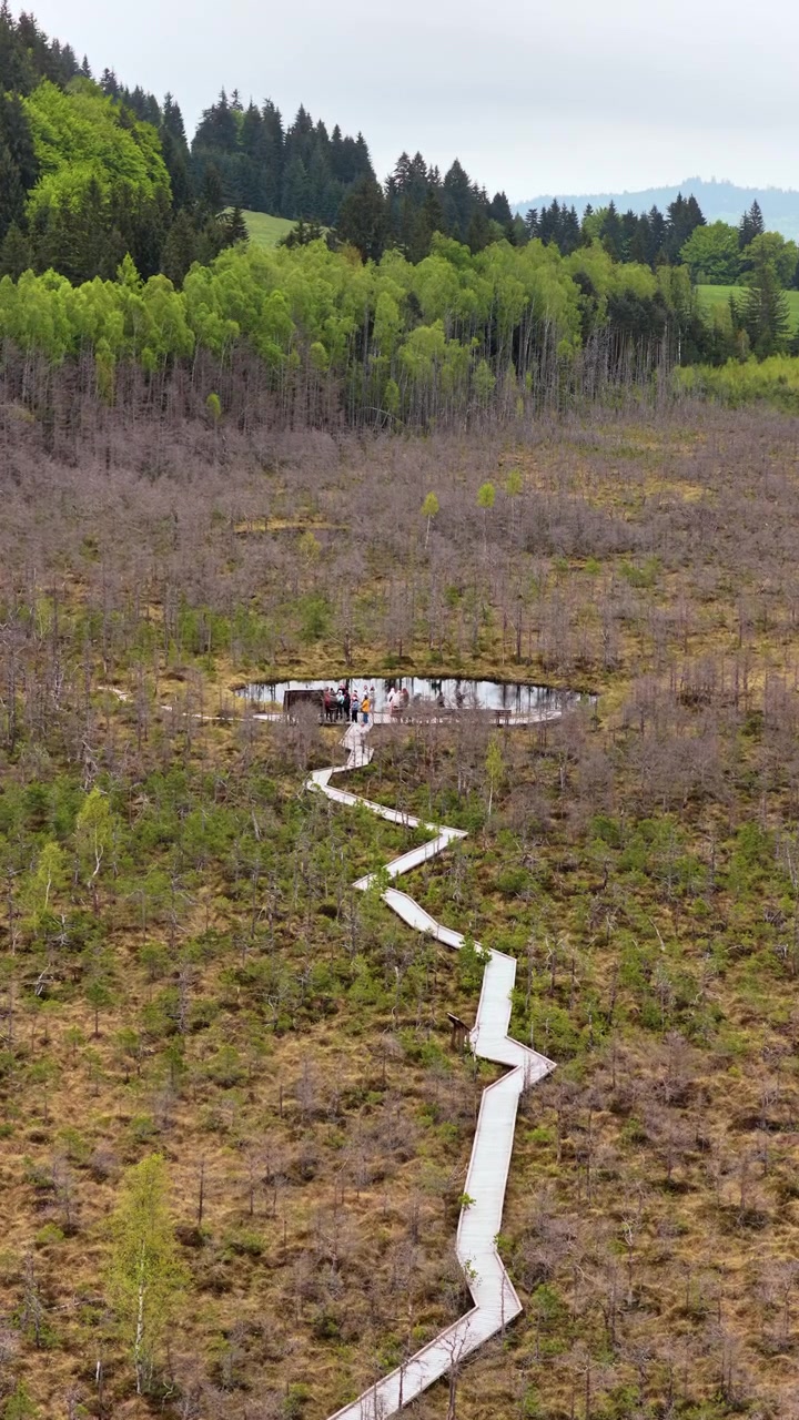 Dronebillede af en snoet træbro gennem en højmose med vandhuller og fjerne bjergtoppe, Tinovul Mohos, Harghita, Rumænien