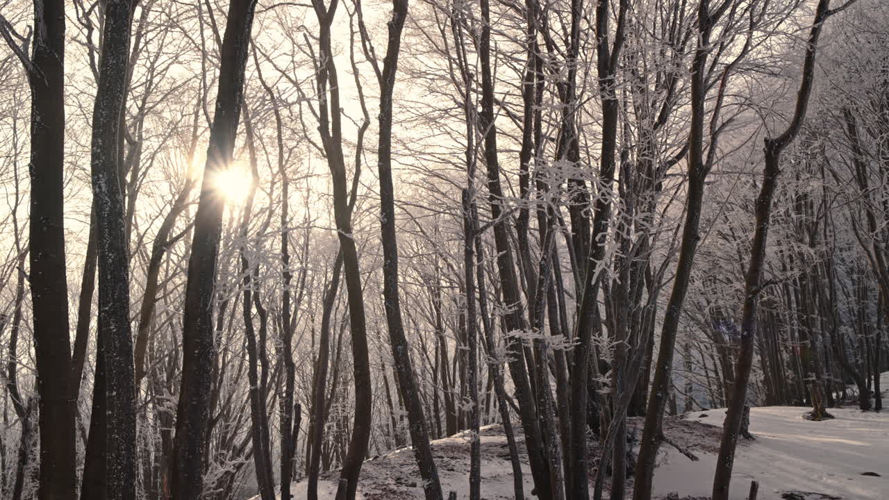 Bright winter sunlight peeks through bare trees in a snowy forest landscape