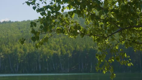 tranquil forest by lake with lush green trees