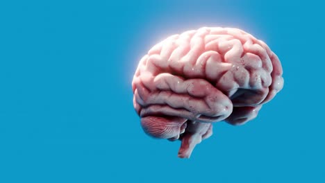 human brain model with smooth texture isolated on blue background. scientific anatomical visualization. artificial intelligence, neuroscience, and cognitive research concept.