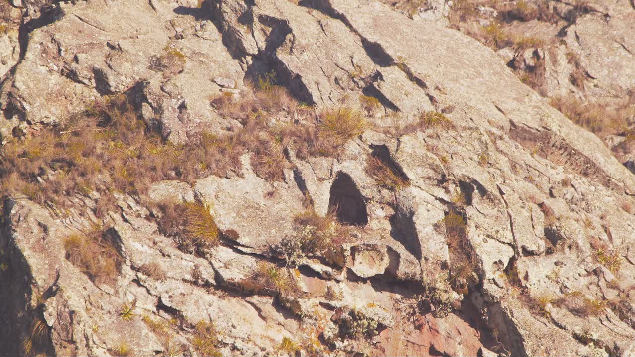 el águila buitre de pecho negro viene volando para aterrizar en su nido de acantilado en cámara lenta, tiro ancho